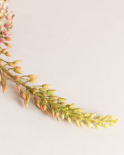 Eremurus Flower — Brown/Green