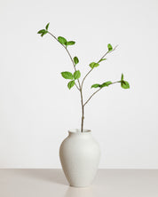 Corylus Leaf Spray — Green