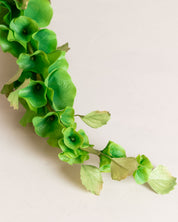 Bells of Ireland Flower — Green