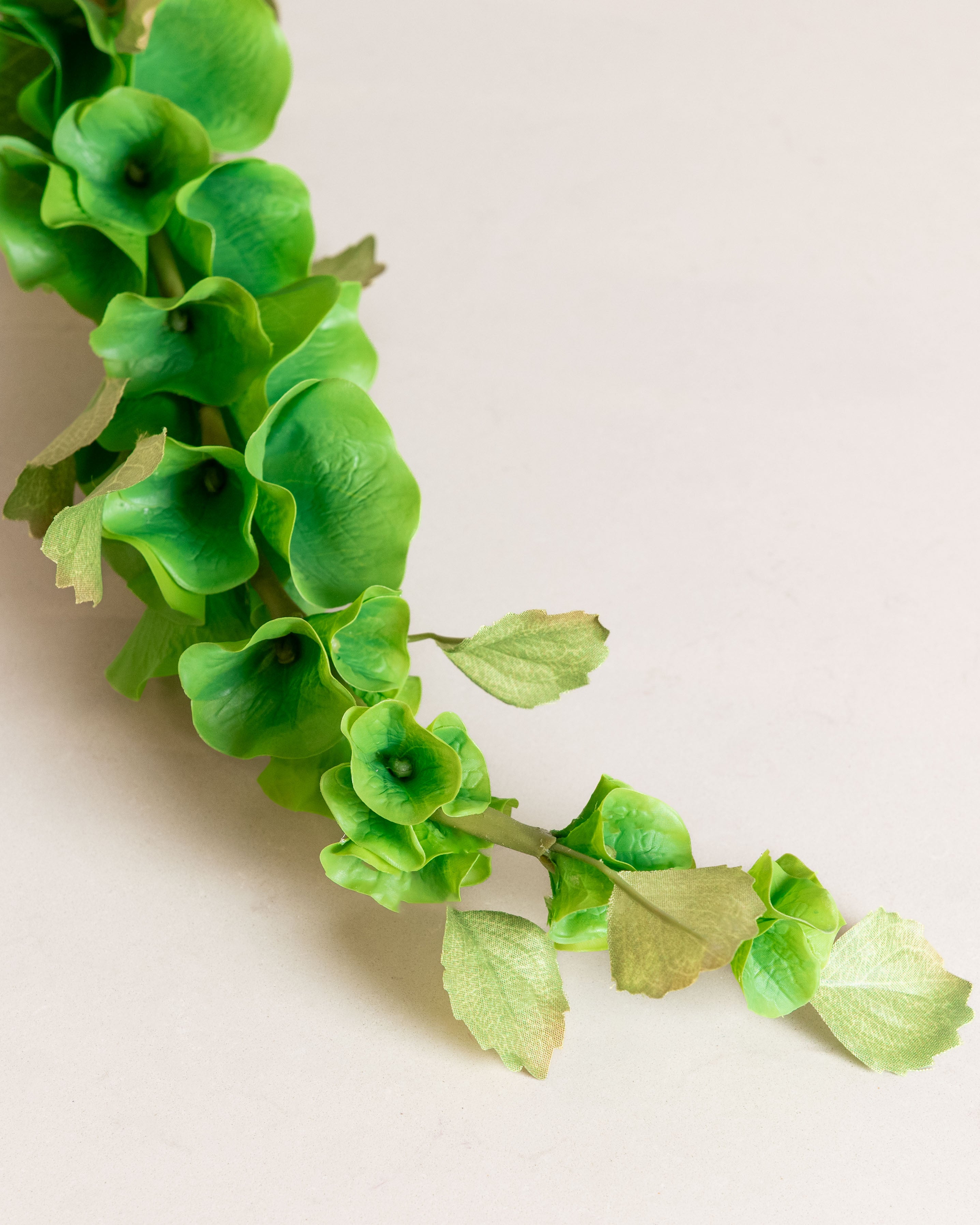 Bells of Ireland Flower — Green