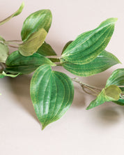 Clematis Leaf Spray — Green