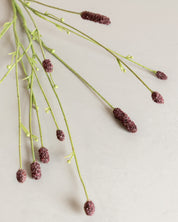 Sanguisorba — Bordeaux