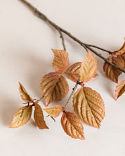 Corylus Leaf Spray — Brown