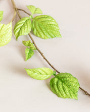 Corylus Leaf Spray — Green