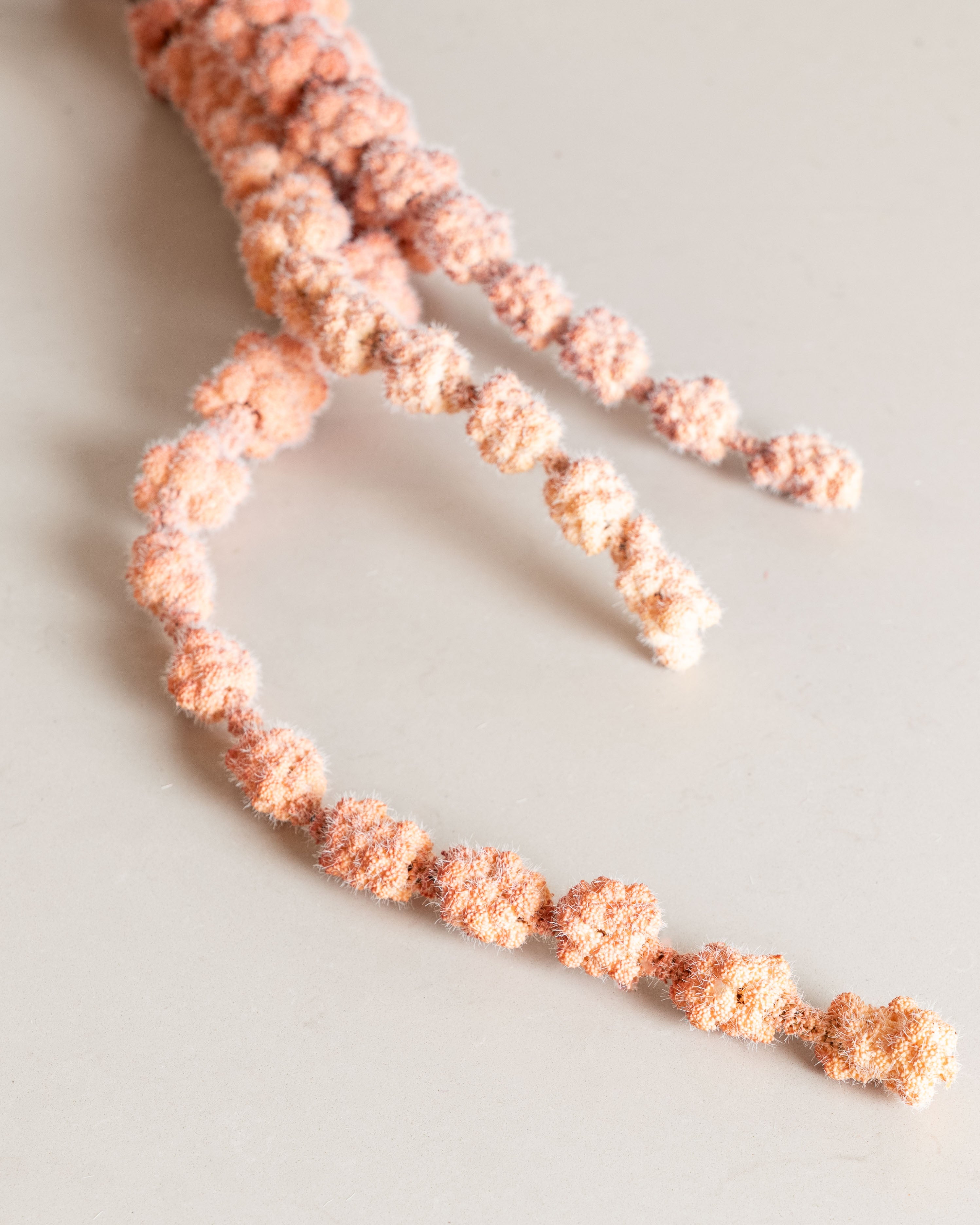 Amaranthus Flower — Peach