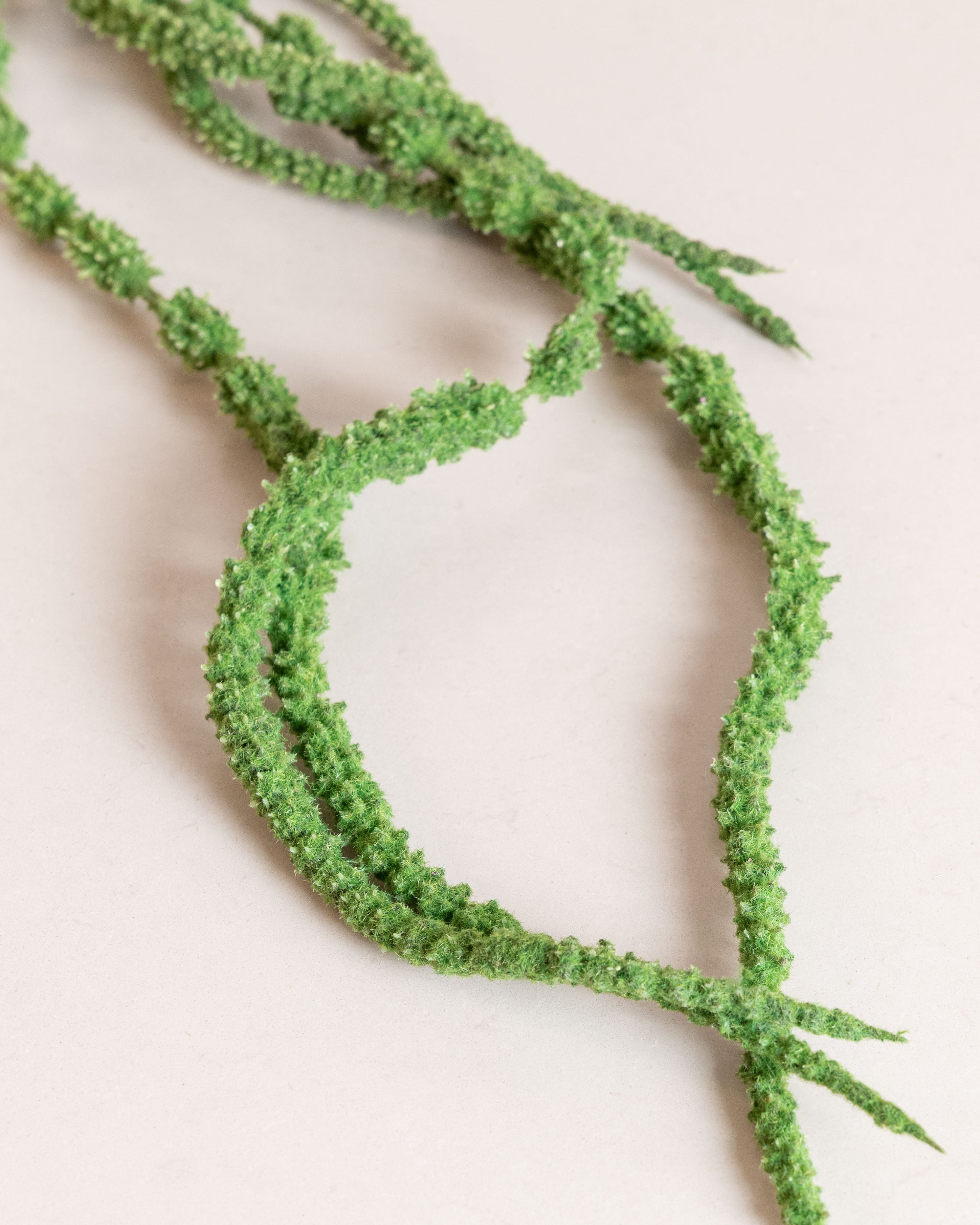 Amaranthus Flower — Green