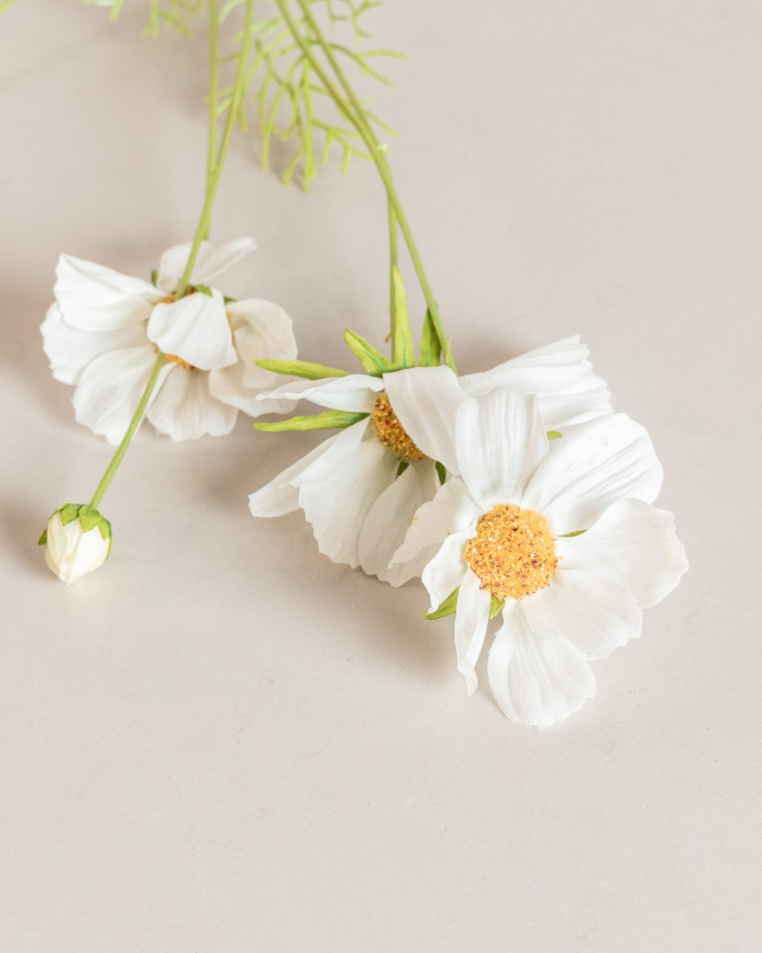 Cosmo Daisy Flower — White