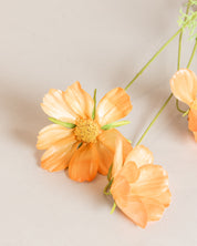 Cosmo Daisy Flower — Orange