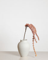 Amaranthus Flower — Peach