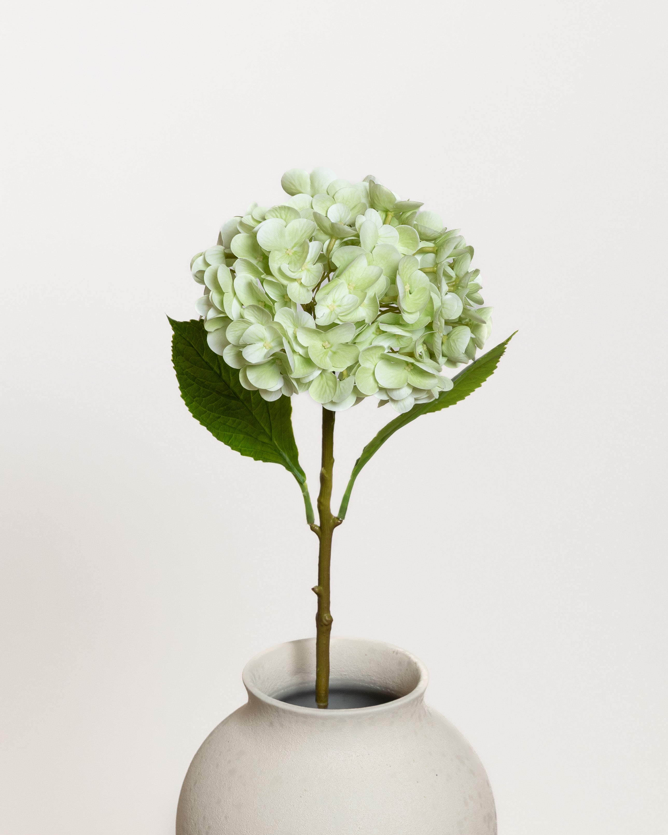 Hydrangea Flower — Light Green