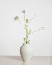 Cosmo Daisy Flower — White