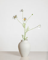 Cosmo Daisy Flower — White