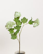 Snowball Hydrangea — Light  Green