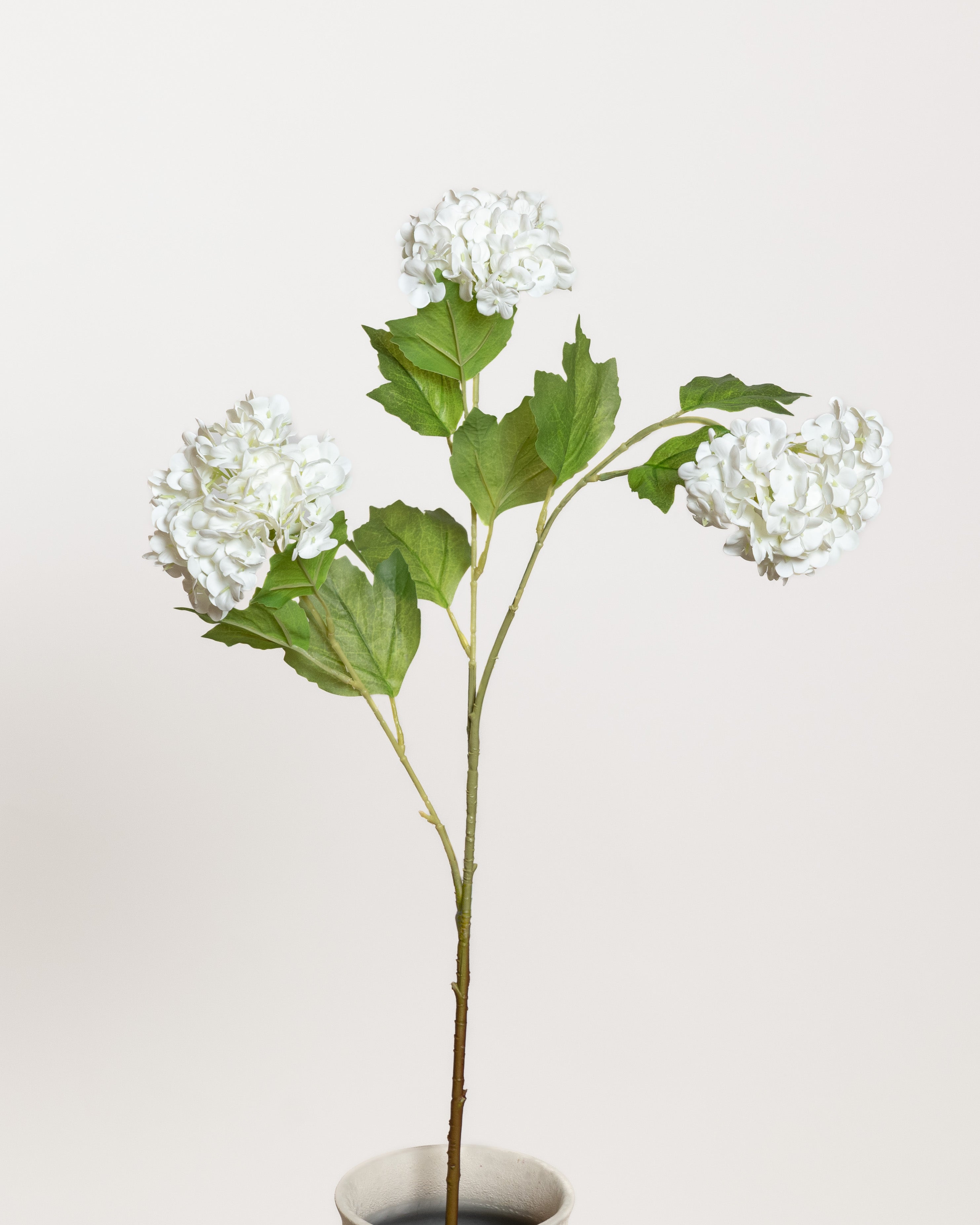Snowball Hydrangea — White