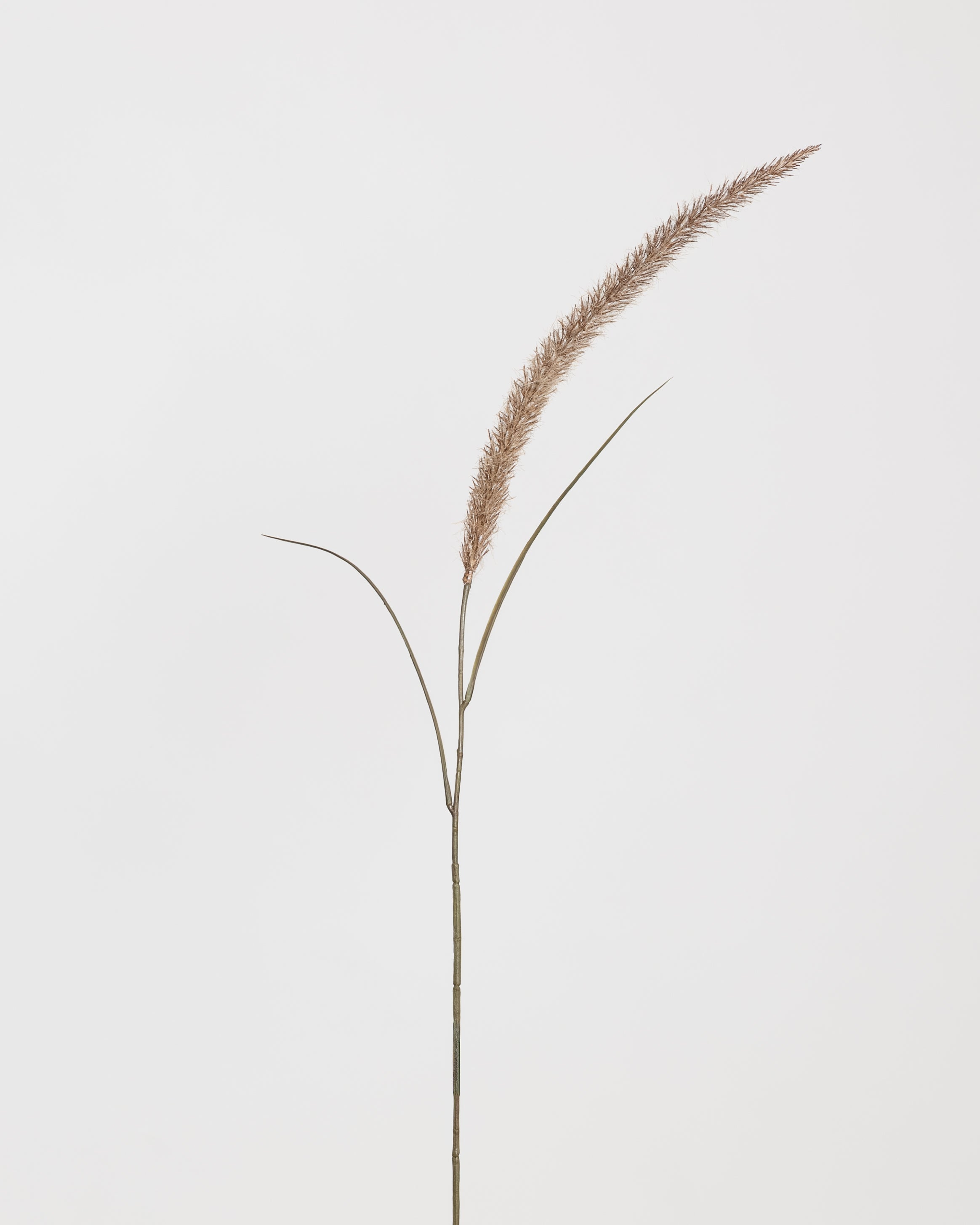 Foxtail  Flower — Brown
