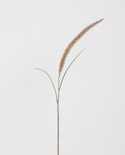 Foxtail Bouquet  | Brown