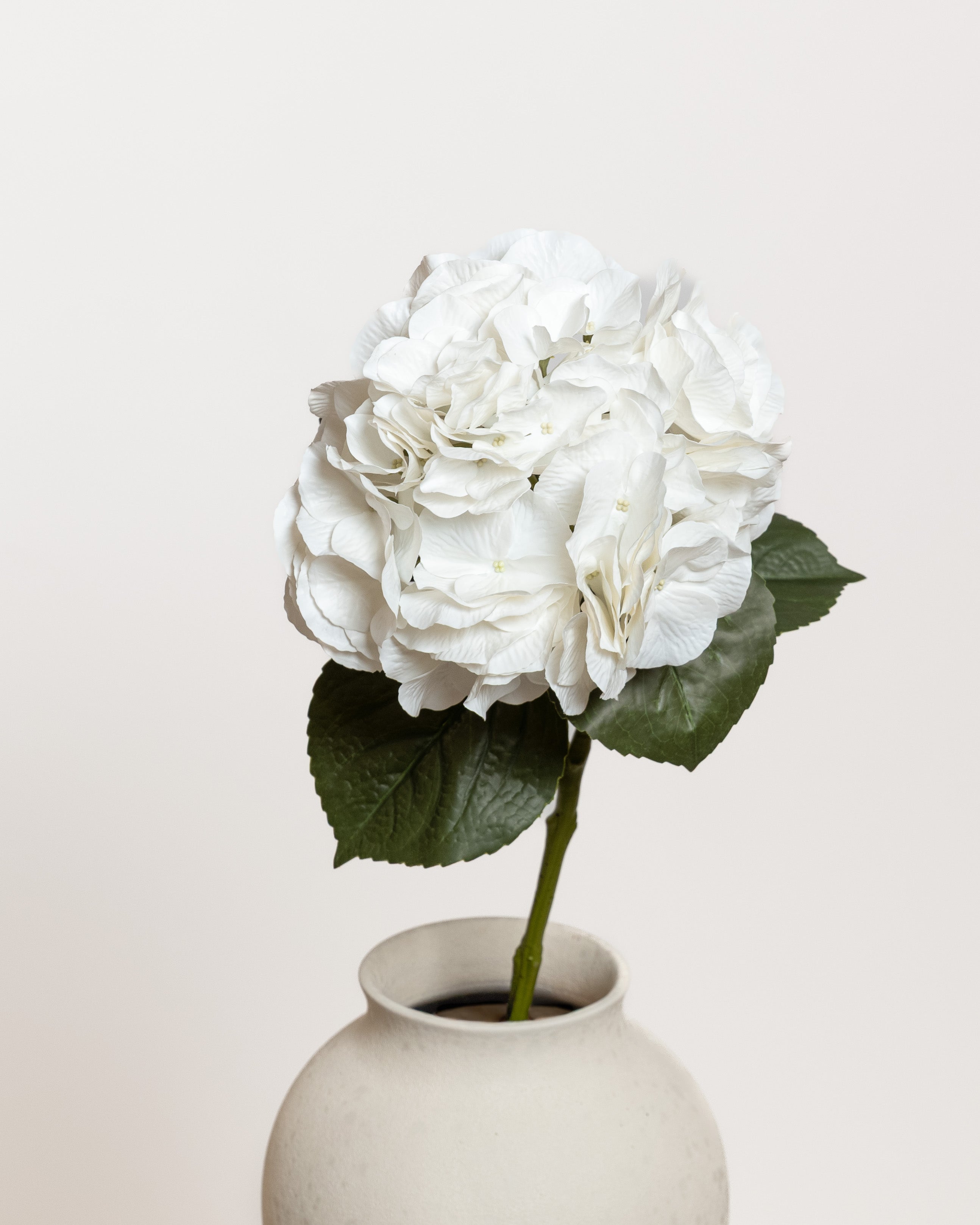 Hydrangea Flower — White