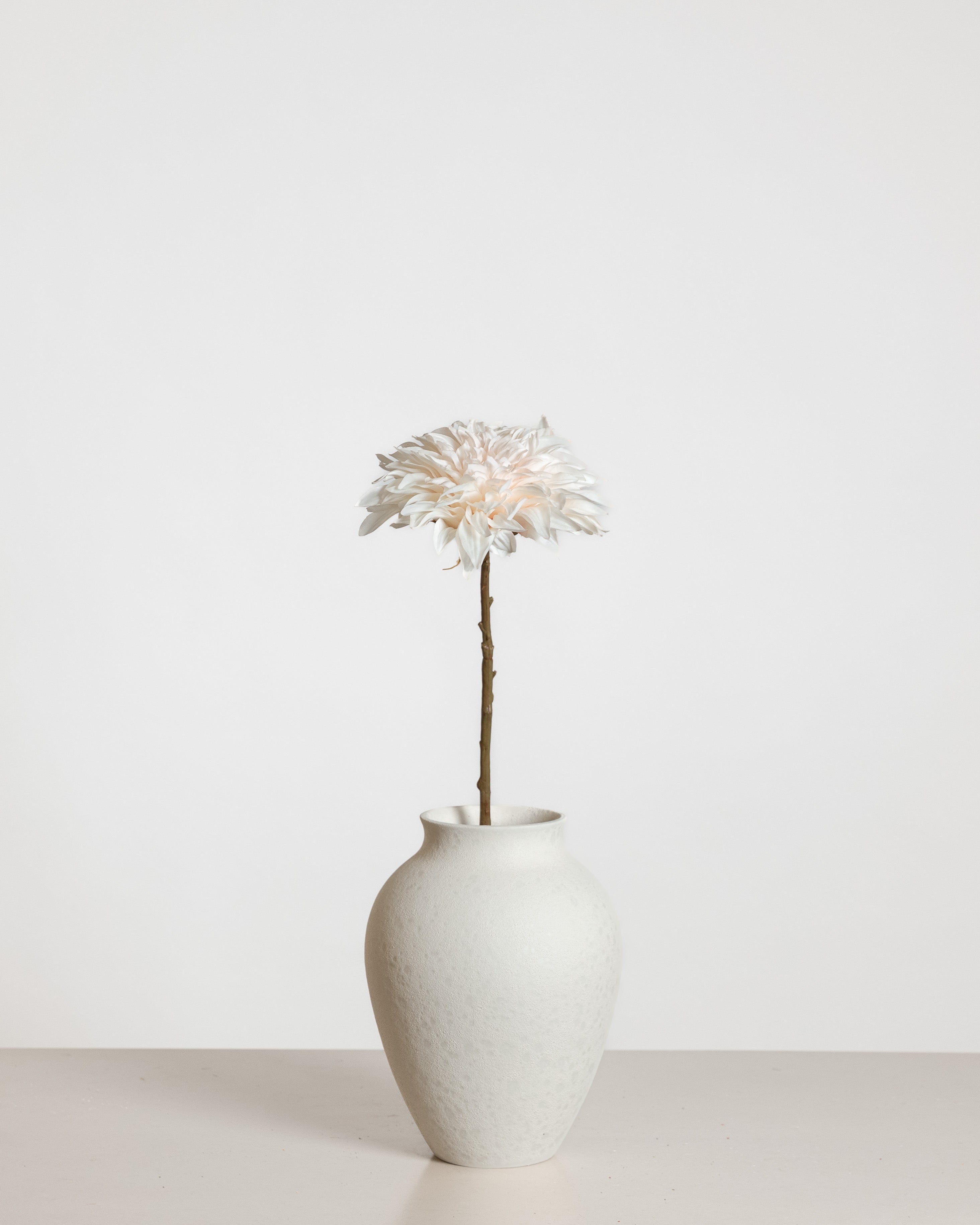 Dahlia Flower — Cream