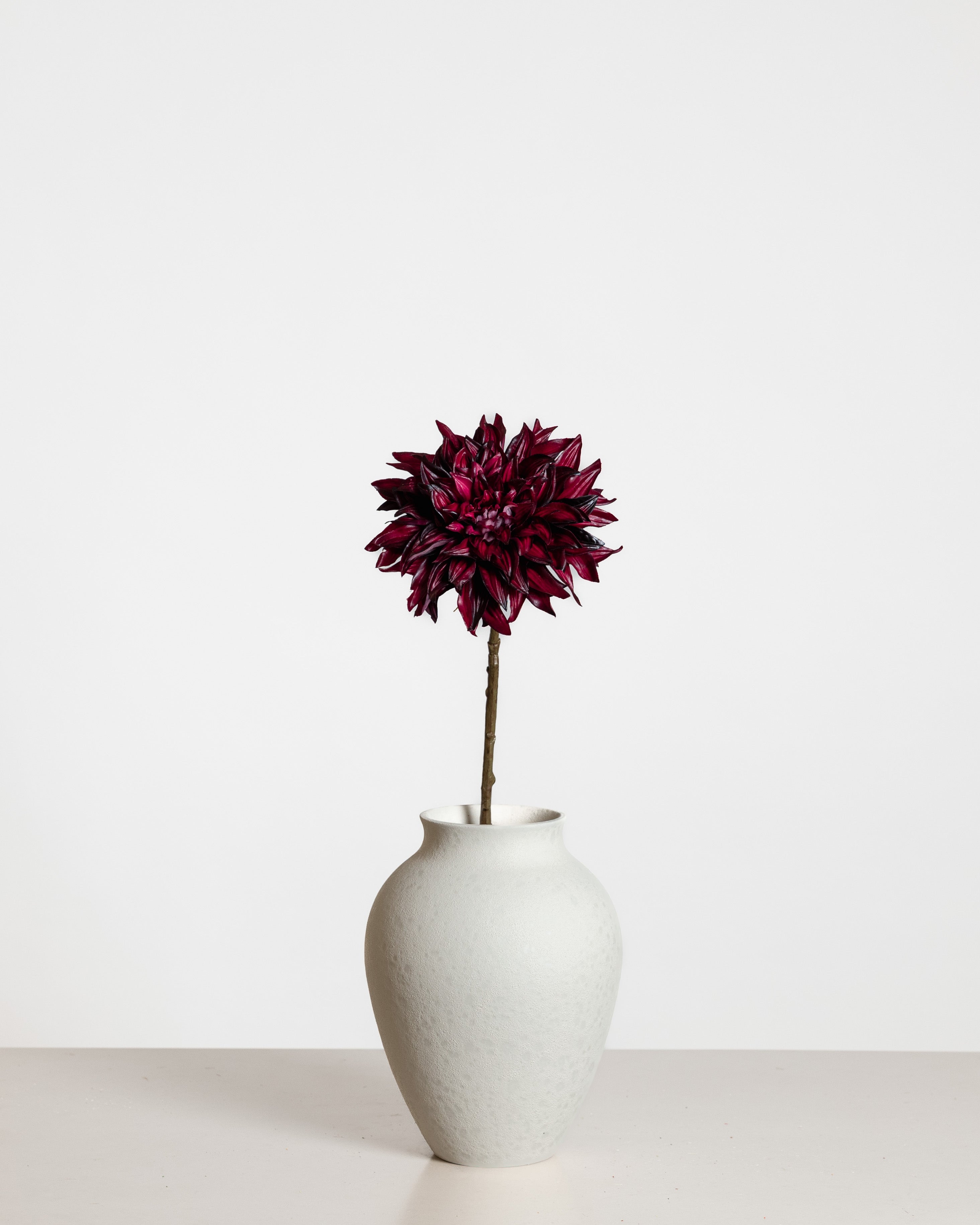 Dahlia Flower — Bordeaux