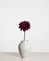 Dahlia Flower — Bordeaux