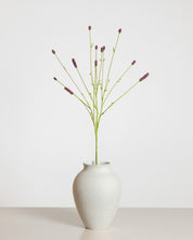 Sanguisorba — Bordeaux