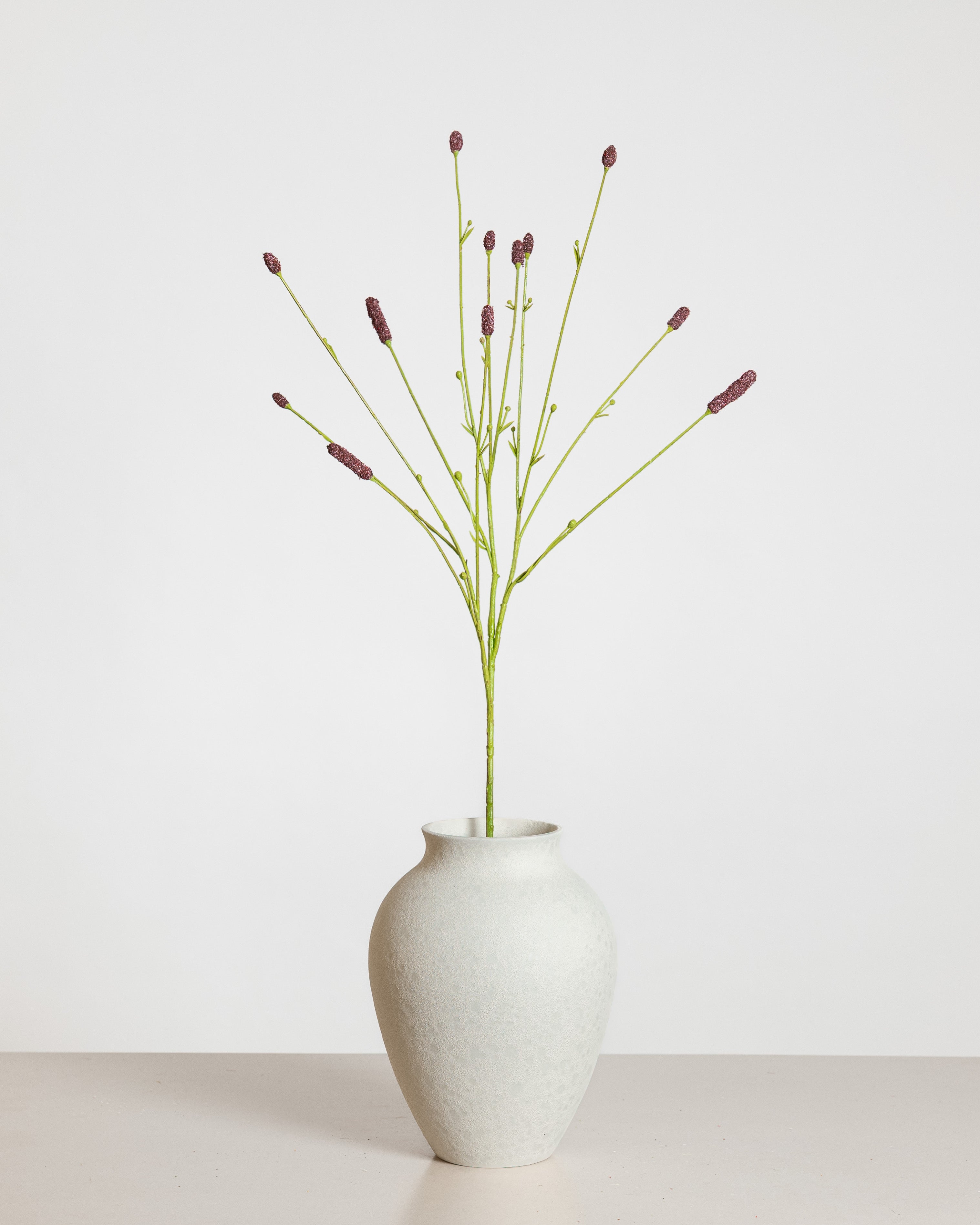 Sanguisorba — Bordeaux