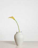 Calla Lily — Yellow