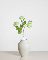 Snowball Hydrangea — Light  Green