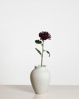 Chrysanthemum — Purple