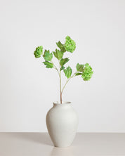 Snowball Hydrangea — Green