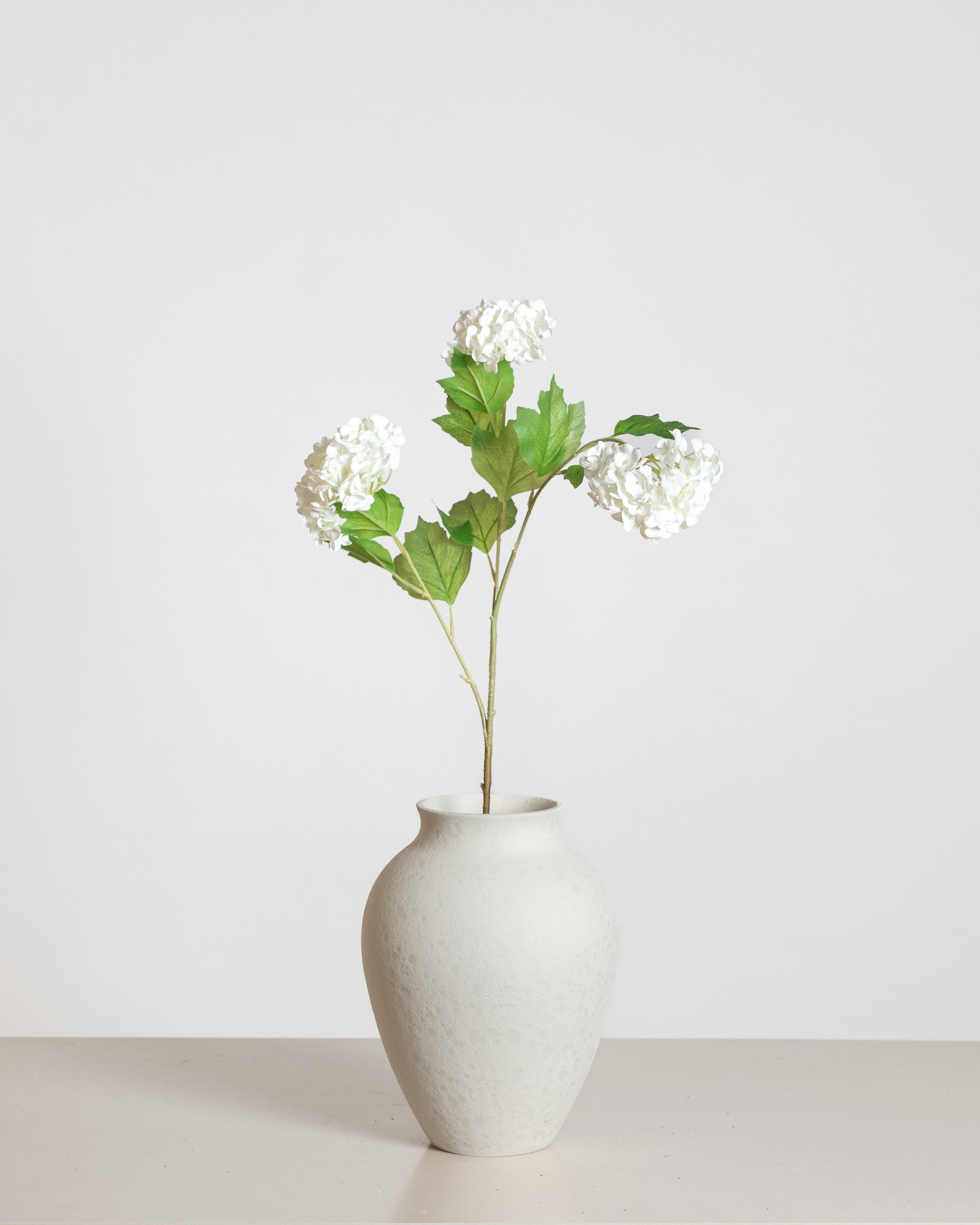 Snowball Hydrangea — White