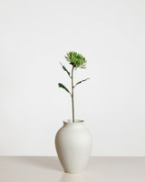 Chrysanthemum — Green