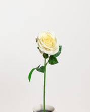 Rose — Light Yellow