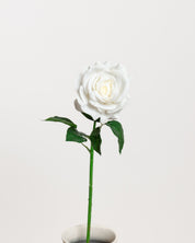 Rose — White