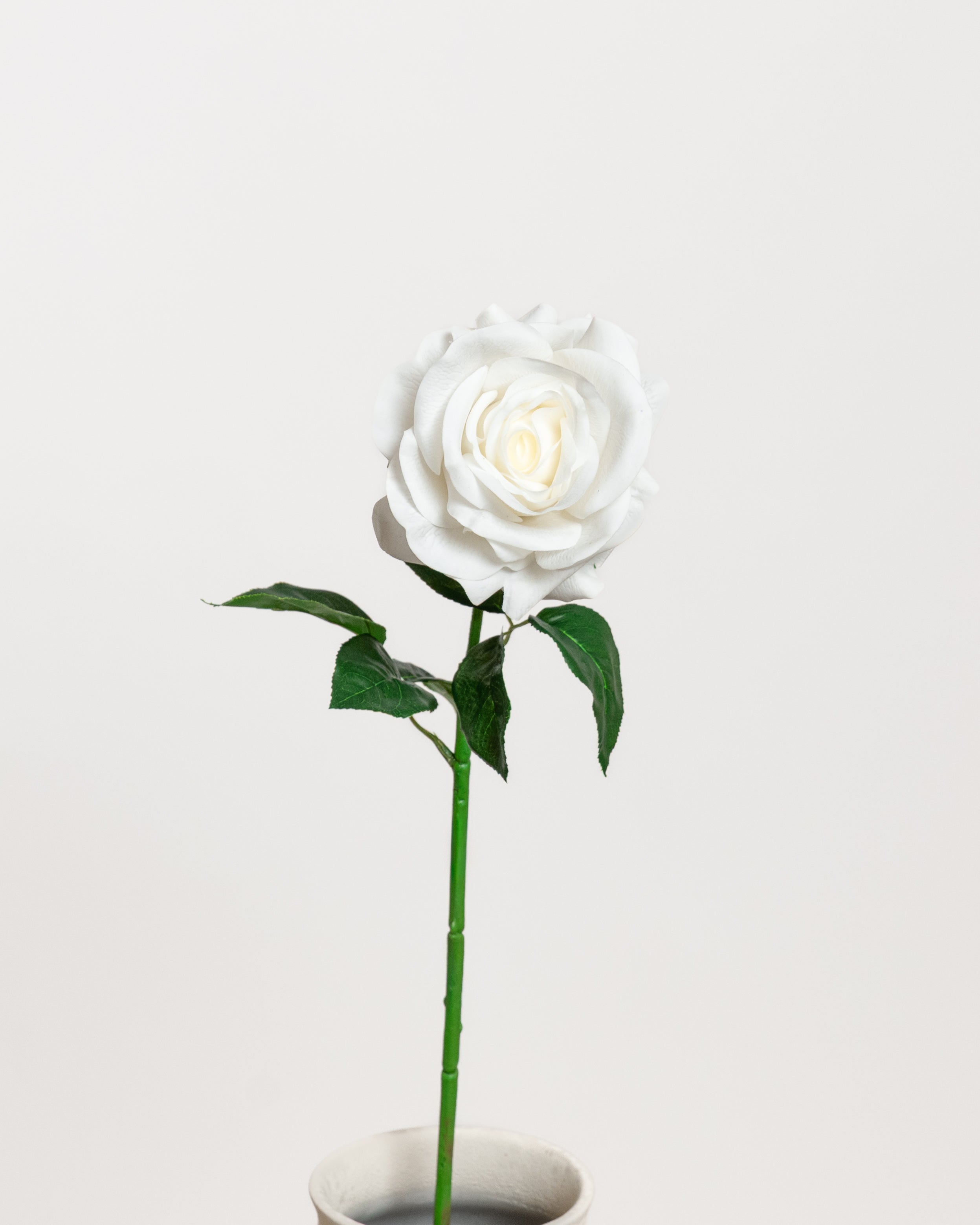 Rose — White