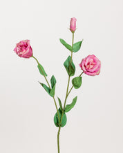 Lisianthus Rose  — Dark Pink