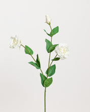 Lisianthus Rose  — White