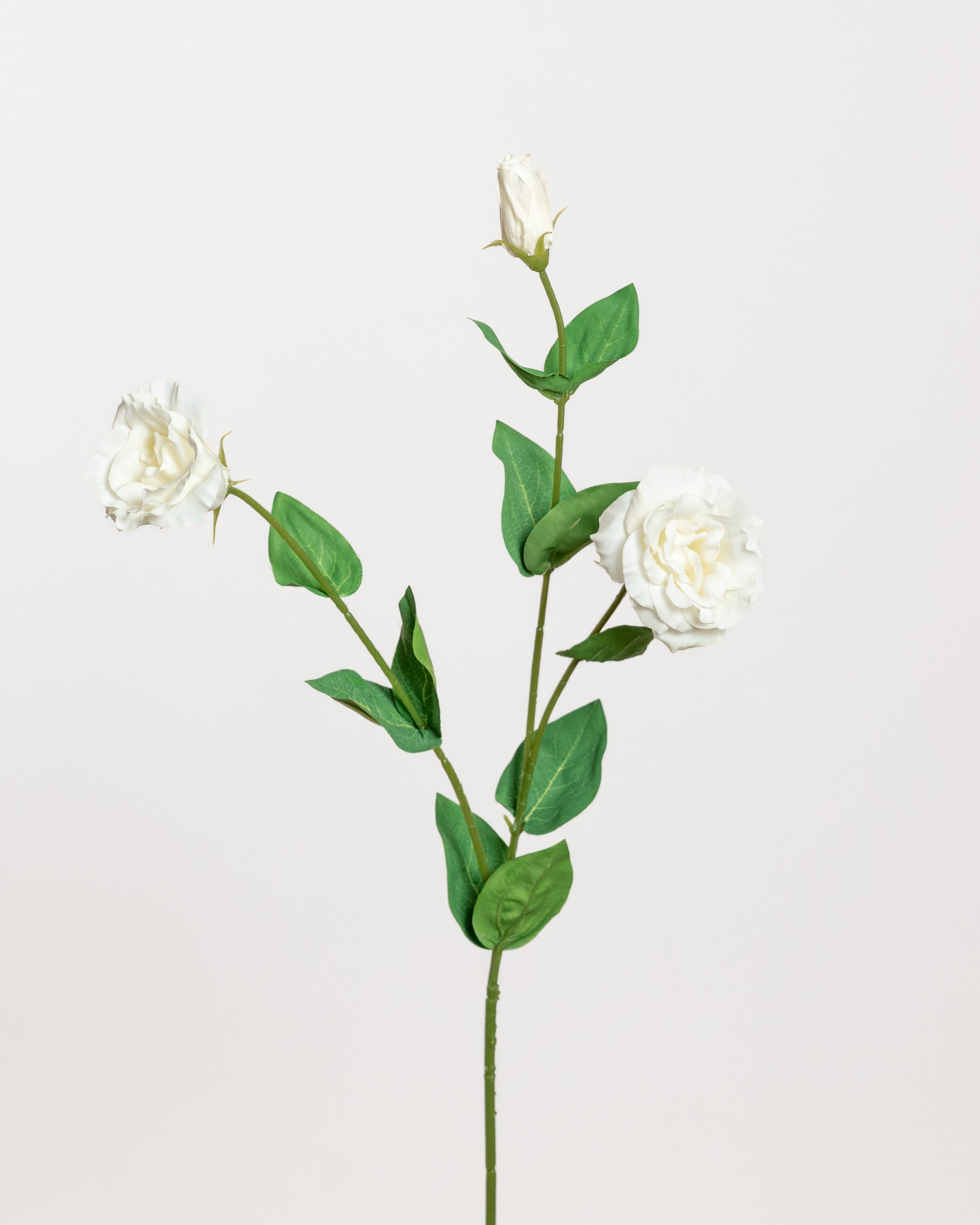 Lisianthus Rose  — White