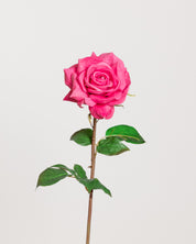 Premium Rose — Dark Pink