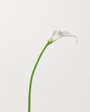 Calla Lily Bouquet — White