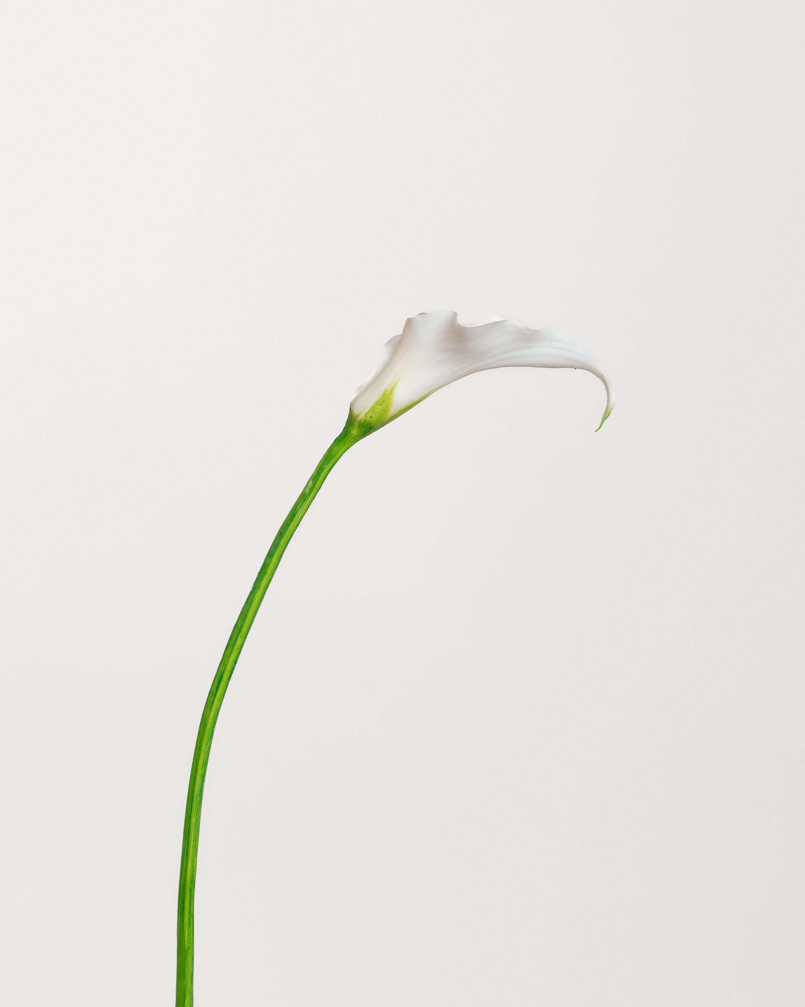 Calla Lily — White