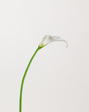 Nordic Silence Bouquet