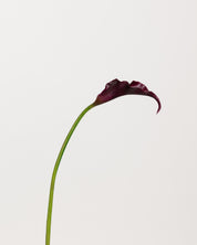 Calla Lily Bouquet | Purple