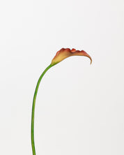 Calla Lily Flower — Red/Orange