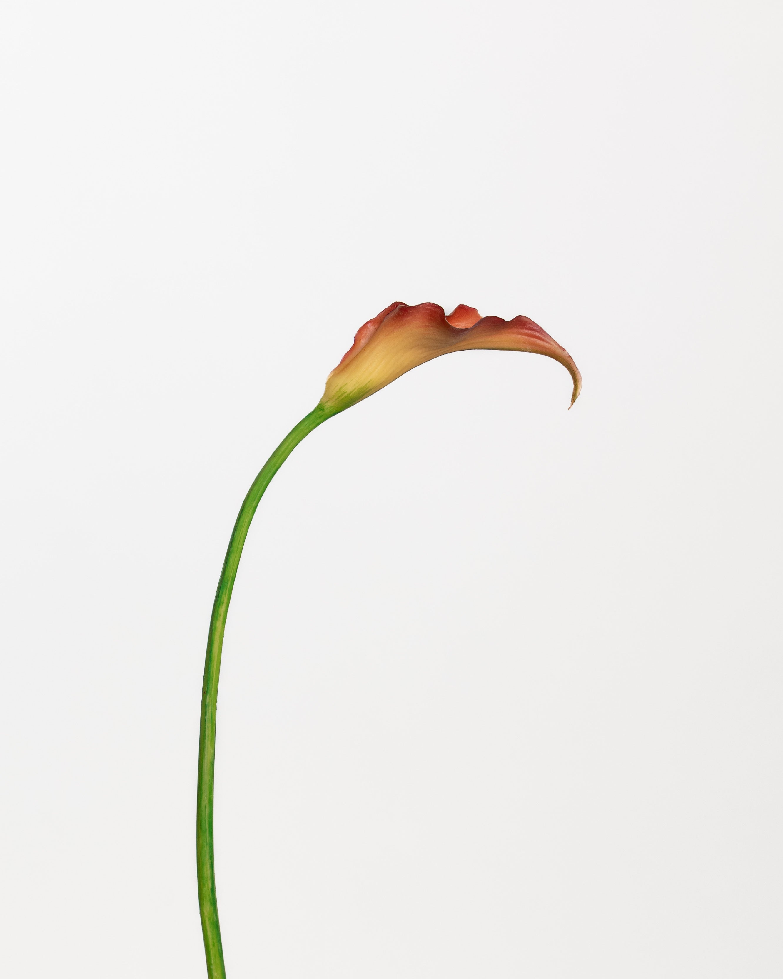 Calla Lily Bouquet Large | Orange