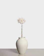 Dahlia Café au Lait — White