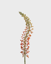 Eremurus Flower — Orange