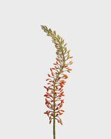 Eremurus Flower — Orange