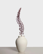 Eremurus Flower — Burgundy