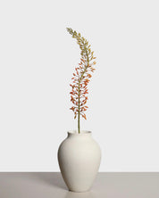 Eremurus Flower — Orange
